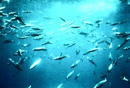 愛如潮水 愛如潮水